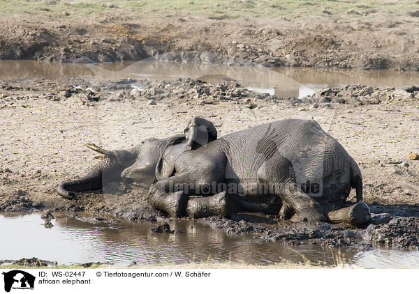 african elephant / WS-02447