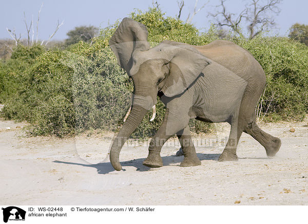 african elephant / WS-02448