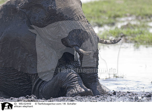 african elephant / WS-02449