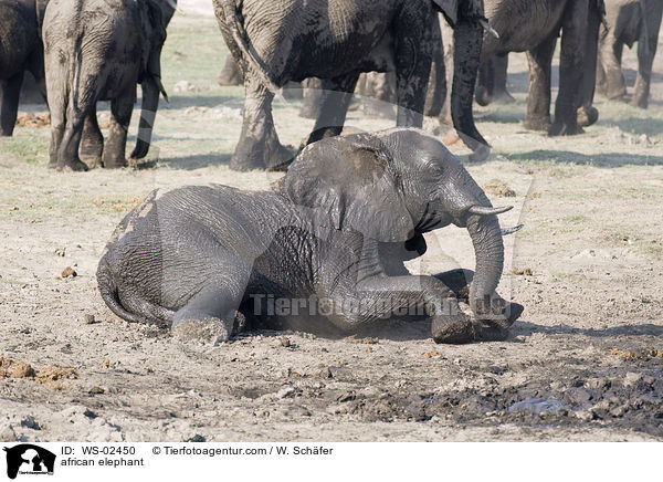african elephant / WS-02450