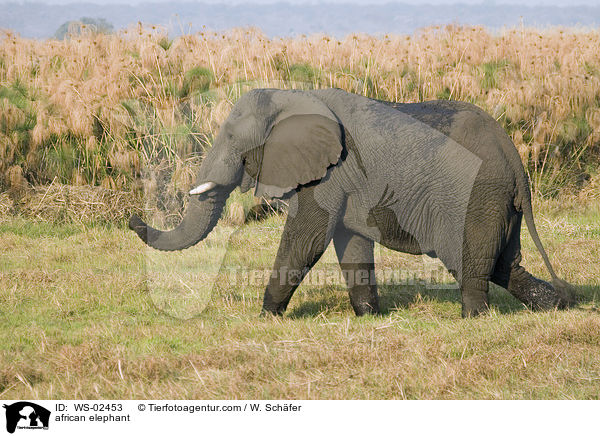 african elephant / WS-02453