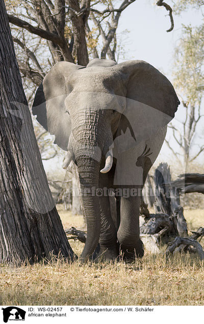 african elephant / WS-02457
