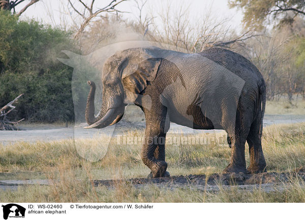 afrikanischer Elefant / african elephant / WS-02460