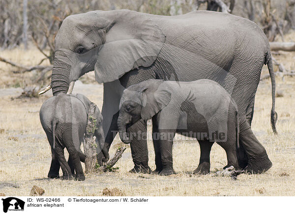 african elephant / WS-02466
