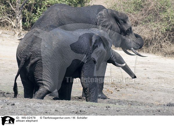 african elephant / WS-02478