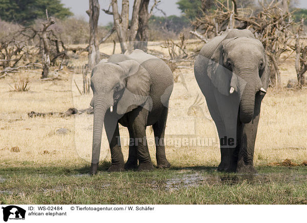 african elephant / WS-02484