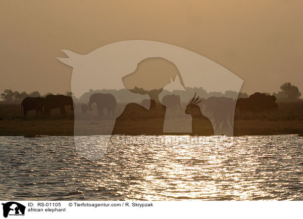 Afrikanischer Elefant / african elephant / RS-01105