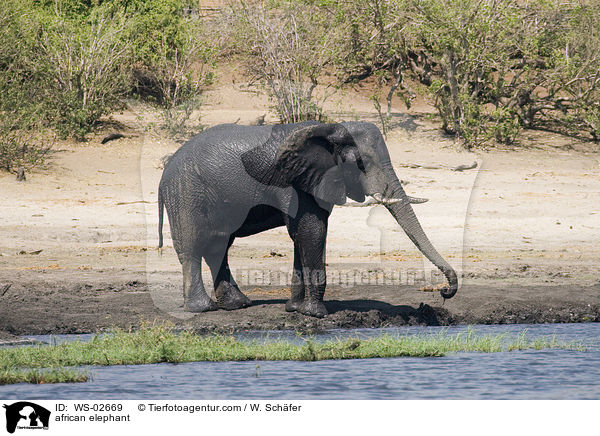 african elephant / WS-02669