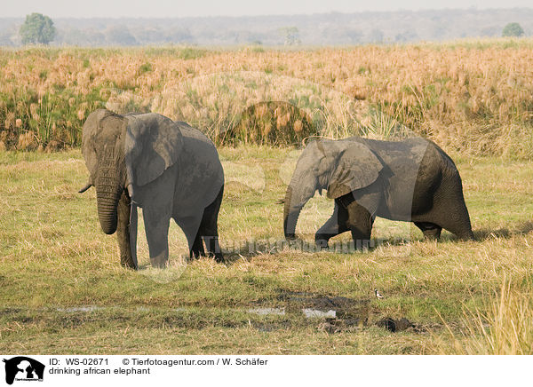 drinking african elephant / WS-02671