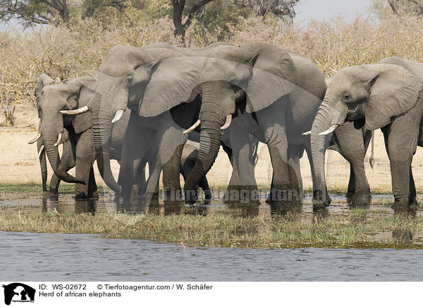 Herd of african elephants / WS-02672