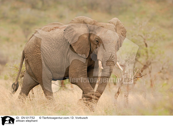 african elephant / DV-01752