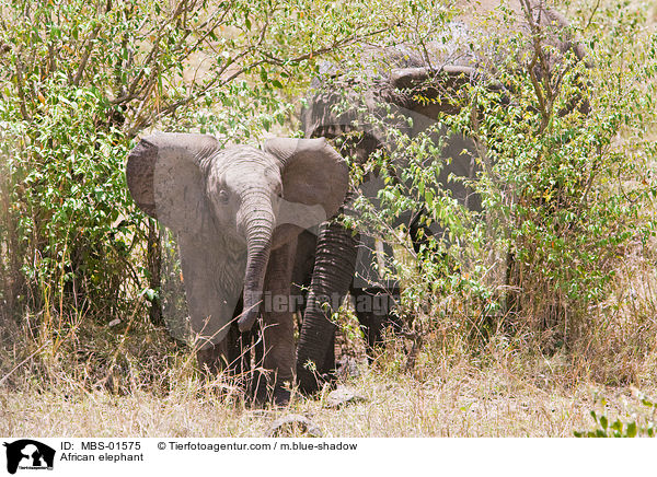 African elephant / MBS-01575