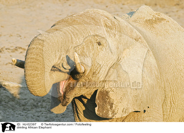 drinling African Elephant / HJ-02397