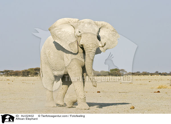 African Elephant / HJ-02402