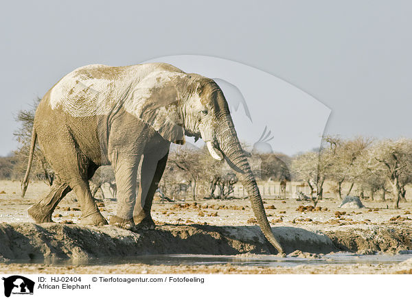 African Elephant / HJ-02404