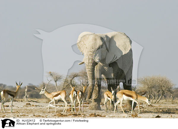 African Elephant and springboks / HJ-02412