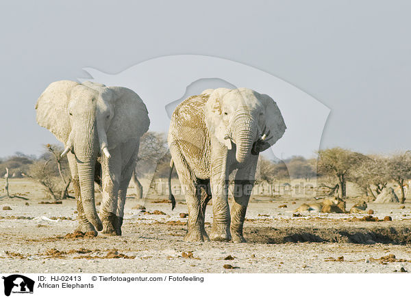 African Elephants / HJ-02413