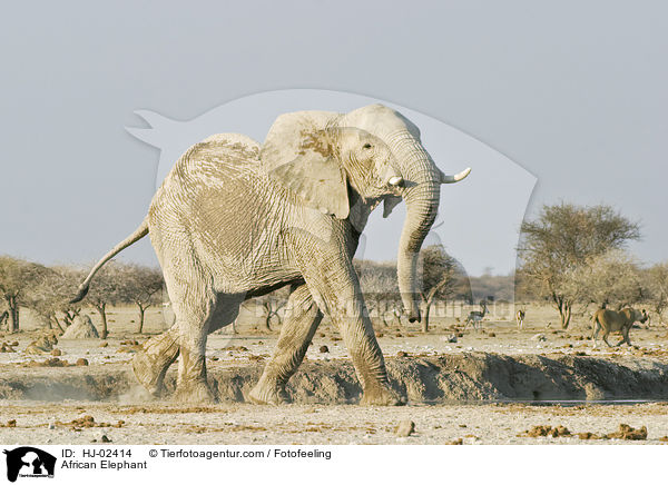African Elephant / HJ-02414