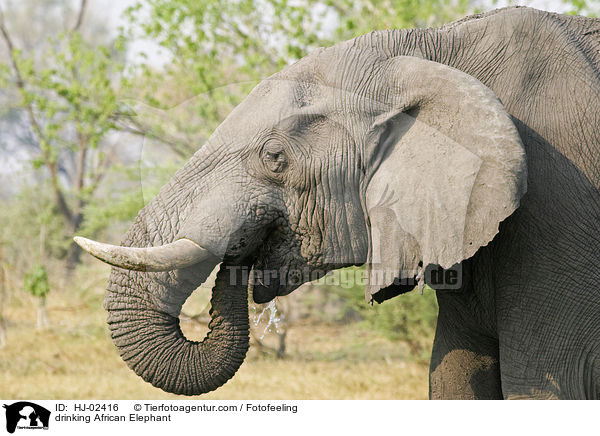 drinking African Elephant / HJ-02416