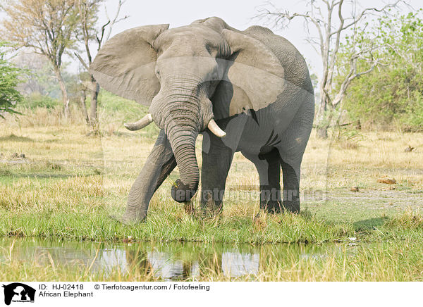 African Elephant / HJ-02418