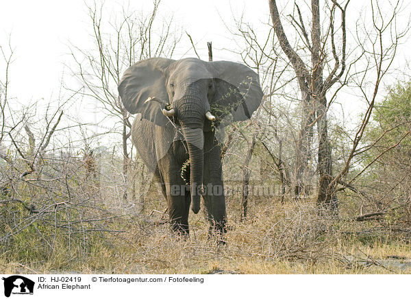 African Elephant / HJ-02419