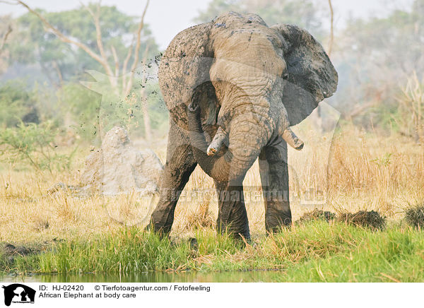 African Elephant at body care / HJ-02420
