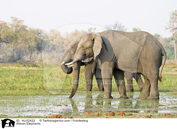 African Elephants / HJ-02422