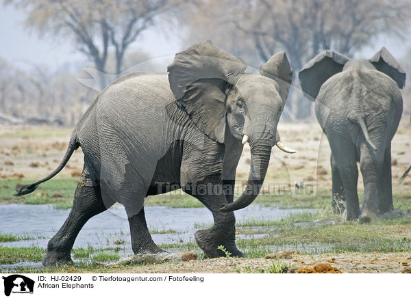 African Elephants / HJ-02429