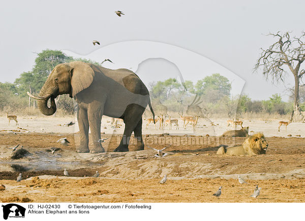 African Elephant ans lions / HJ-02430