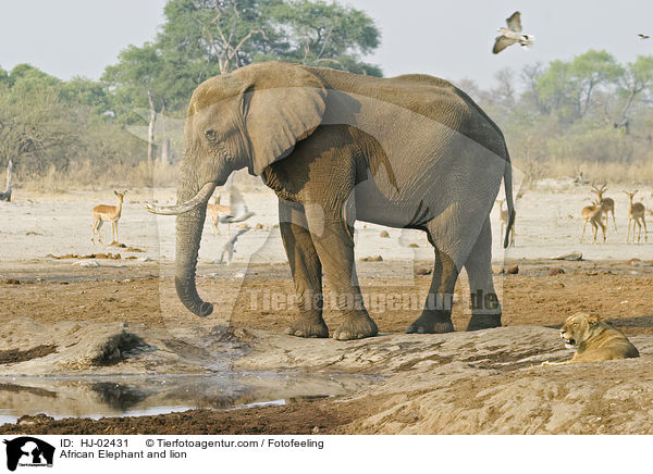 African Elephant and lion / HJ-02431