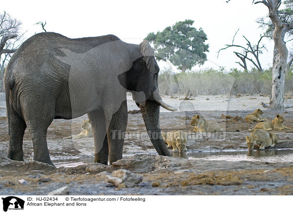 African Elephant and lions / HJ-02434
