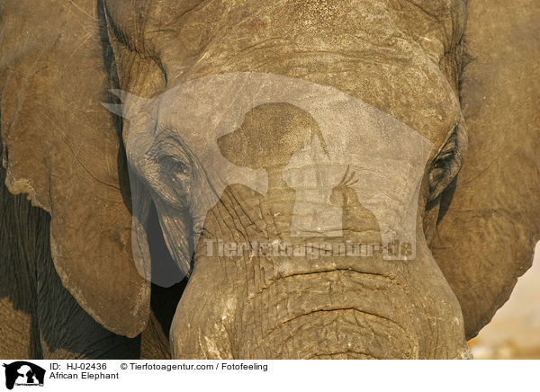 African Elephant / HJ-02436