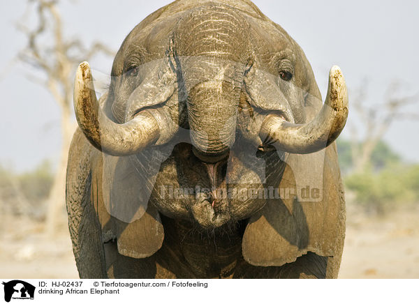 drinking African Elephant / HJ-02437