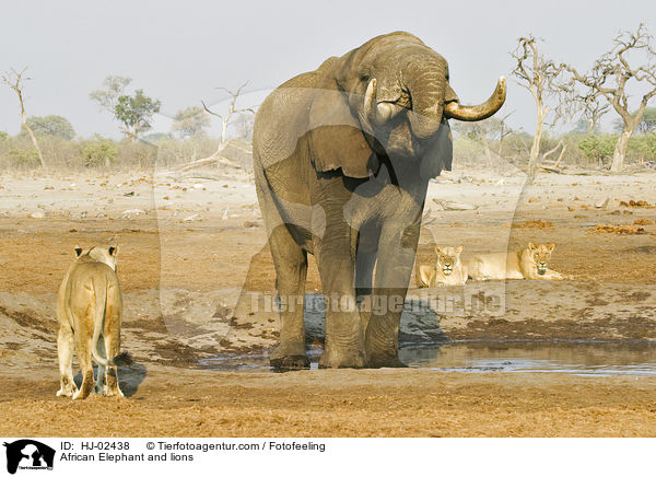 African Elephant and lions / HJ-02438