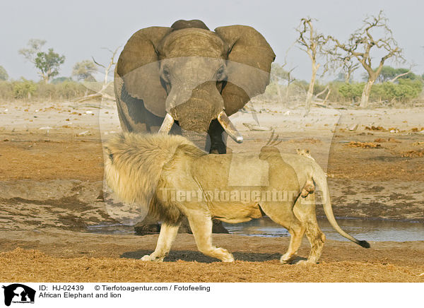 African Elephant and lion / HJ-02439