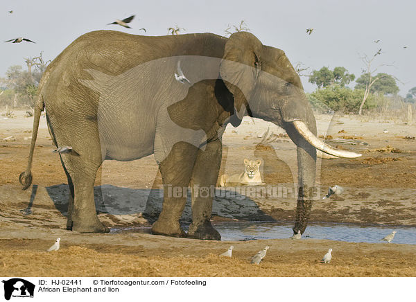 African Elephant and lion / HJ-02441