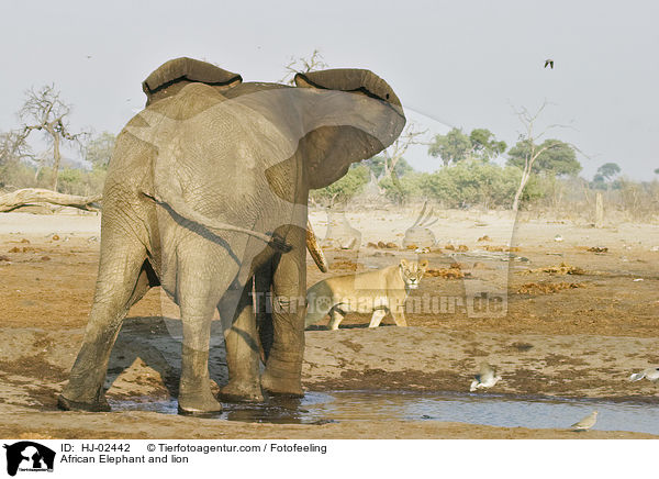 African Elephant and lion / HJ-02442