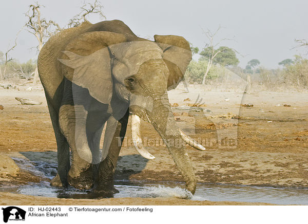 African Elephant / HJ-02443