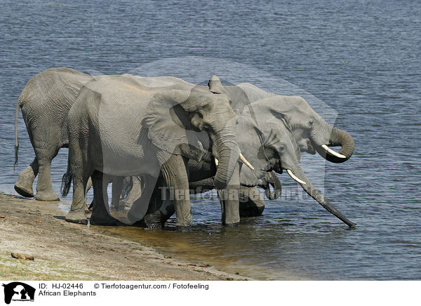 African Elephants / HJ-02446