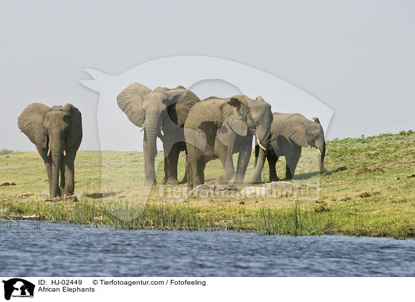 African Elephants / HJ-02449