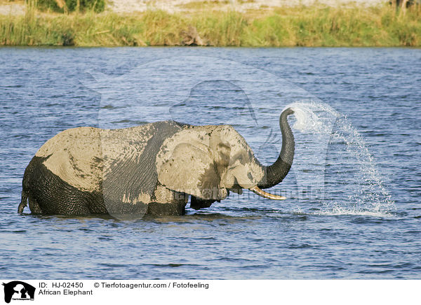 African Elephant / HJ-02450