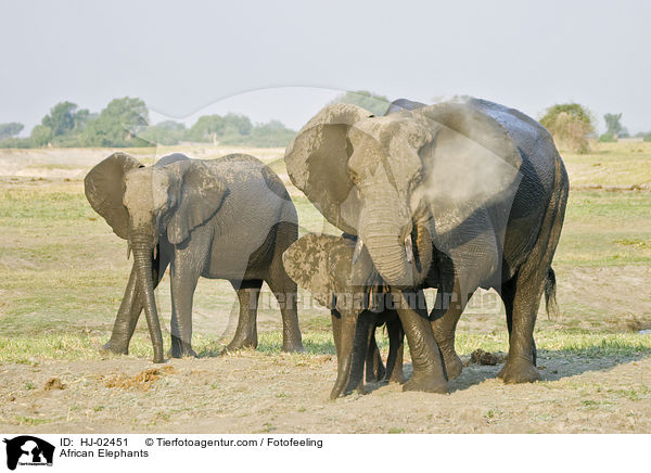 African Elephants / HJ-02451