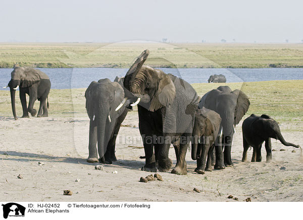 African Elephants / HJ-02452