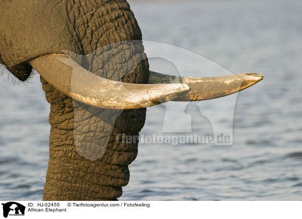 African Elephant / HJ-02455