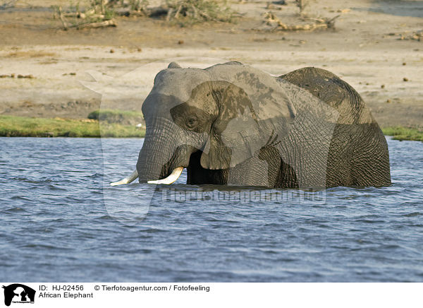 African Elephant / HJ-02456
