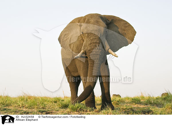 African Elephant / HJ-02458