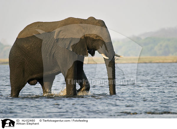African Elephant / HJ-02460