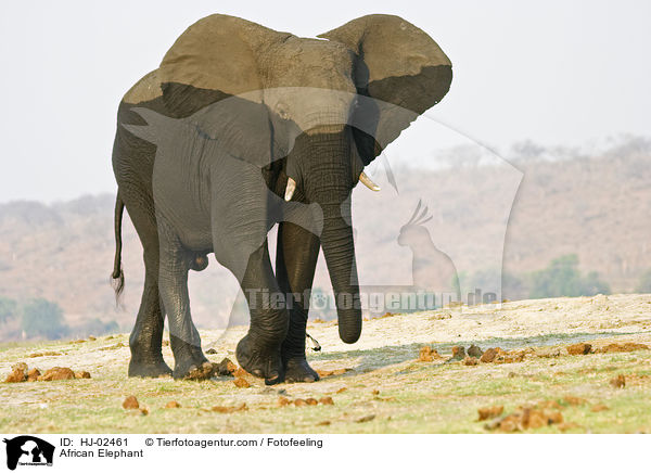 African Elephant / HJ-02461