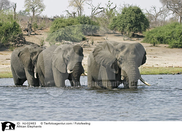 African Elephants / HJ-02463
