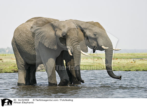 African Elephants / HJ-02469